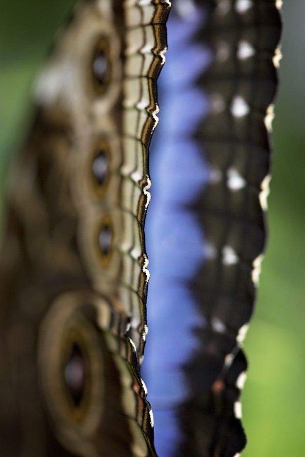 Blue Morpho by Marie-Claude Berard
